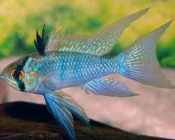 Mikrogeophagus Ramirezi Elec. Blue Long Fin 4-4,5