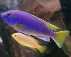 Pseudotropheus Acei 6-8Cm