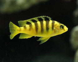 Pseudotropheus Crabro Nakantenga 7-9Cm