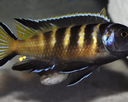 Pseudotropheus Elongatus Chailosi 5-6
