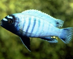 Pseudotropheus Polit 3,5-4Cm
