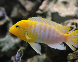 Pseudotropheus/Maylandia Hajomaylandi 9-10