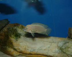 Telmatochromis Burgeoni 4-5