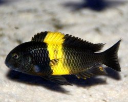 Tropheus Moorii Kiriza 3,5-4