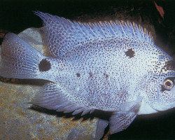 Vieja Argentea 6