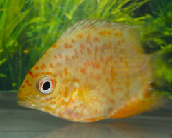 Heros Sp. Gold Red Spotted S