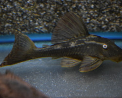 L137 Hypostomus Soniae S/M