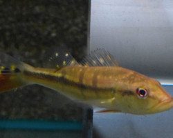 Cichla Temensis L