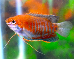 Colisa Labiosa M
