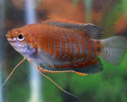 Colisa Labiosa L
