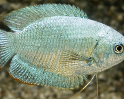 Trichogaster Lalius Cobalt (Maschi E Femmine) M