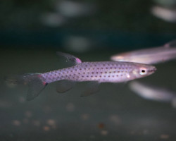Copella Meinkeni M