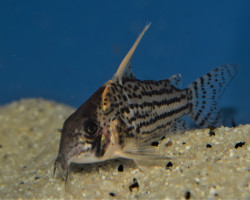 Corydoras (Hoplisoma) Schwartzi Highfin Xl