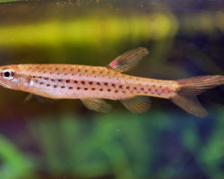 Copella Nattereri L