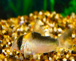Corydoras Adolfoi M