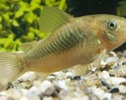 Corydoras (Osteogaster) Aenea  M/L