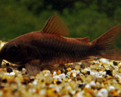 Corydoras Aeneus Black Venezuela Xl