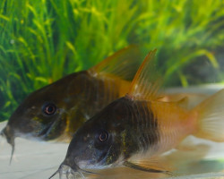 Hoplisoma Sp. Rio Tomo Cw217 L