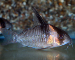 Corydoras Sp. Cw045 L