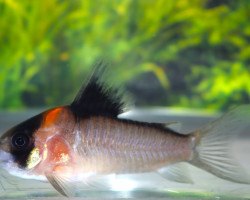 Corydoras Sp. C155 L