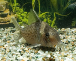 Corydoras Delphax Xl