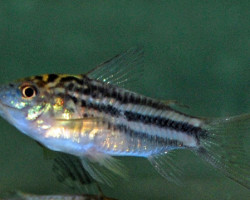 Corydoras Nanus S
