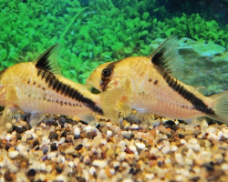 Corydoras Melini M/L