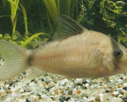 Corydoras Metae L