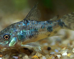 Corydoras Paleatus S