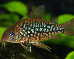 Corydoras Pantanalensis L