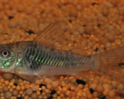 Corydoras Septentrionalis L