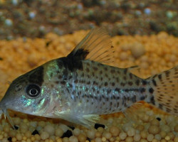 Corydoras Punctatus M