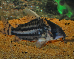 Corydoras Pulcher L