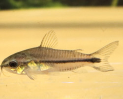 Corydoras Pygmaeus L