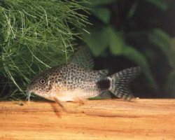 Corydoras (Hoplisoma) Simile M
