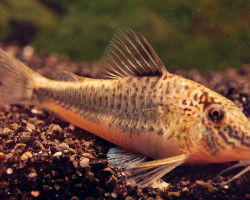 Corydoras Semiaquilus Xl
