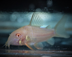 Corydoras (Hoplisoma) Sterbai Albino M/L