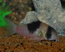 Corydoras Sp. Cw049 M