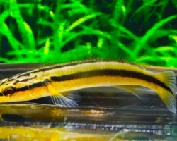 Crenicichla Zebrina S