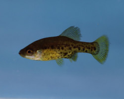 Chapalichthys Pardalis M