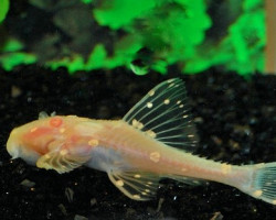 Acanthicus Adonis Albino S