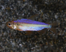 Alestopetersius Brichardi Red  M