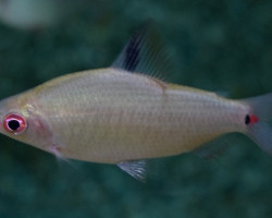 Distichodus Affinis M