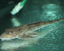 Loricaria Lata Xl