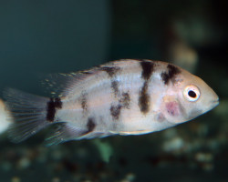 Amatitlania Nigrofasciata Marble S/M