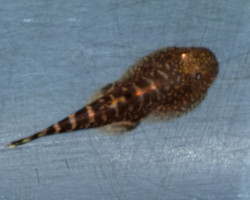 Gastromyzon Occelatus L