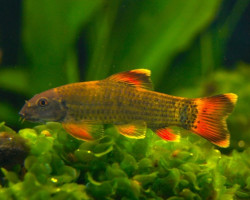Garra Flavatra S/M