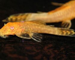 Ancistrus Cf. Cirrhosus Gold Albino Long S