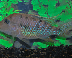 Geophagus Steindachneri/Hondae M