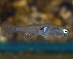 Gobiopterus Chuno L